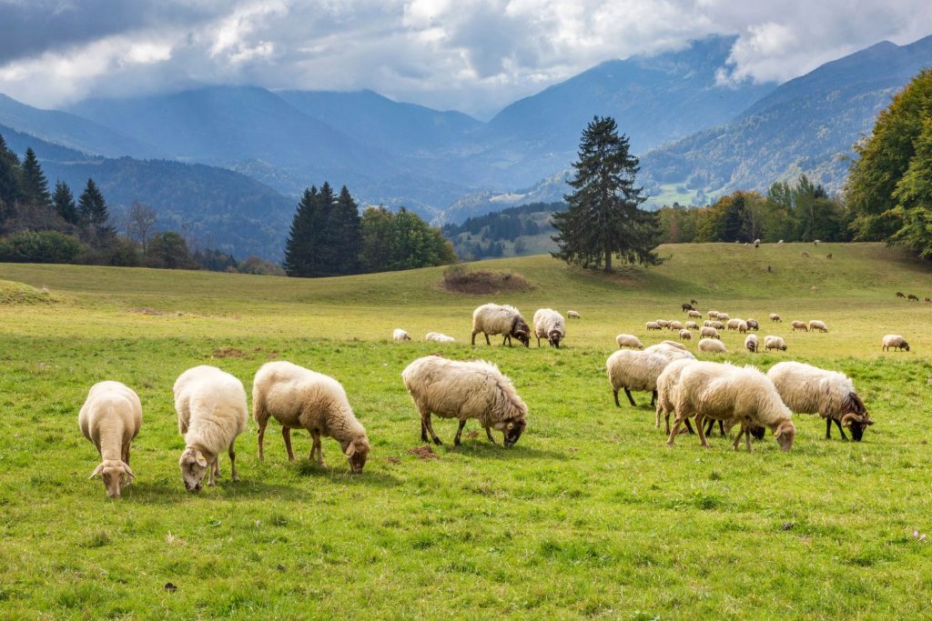 Sheep eating grass in new zealand