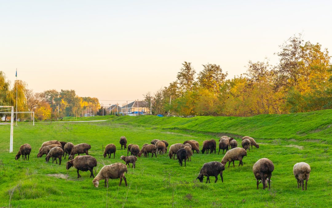 What is Eid al-Adha?