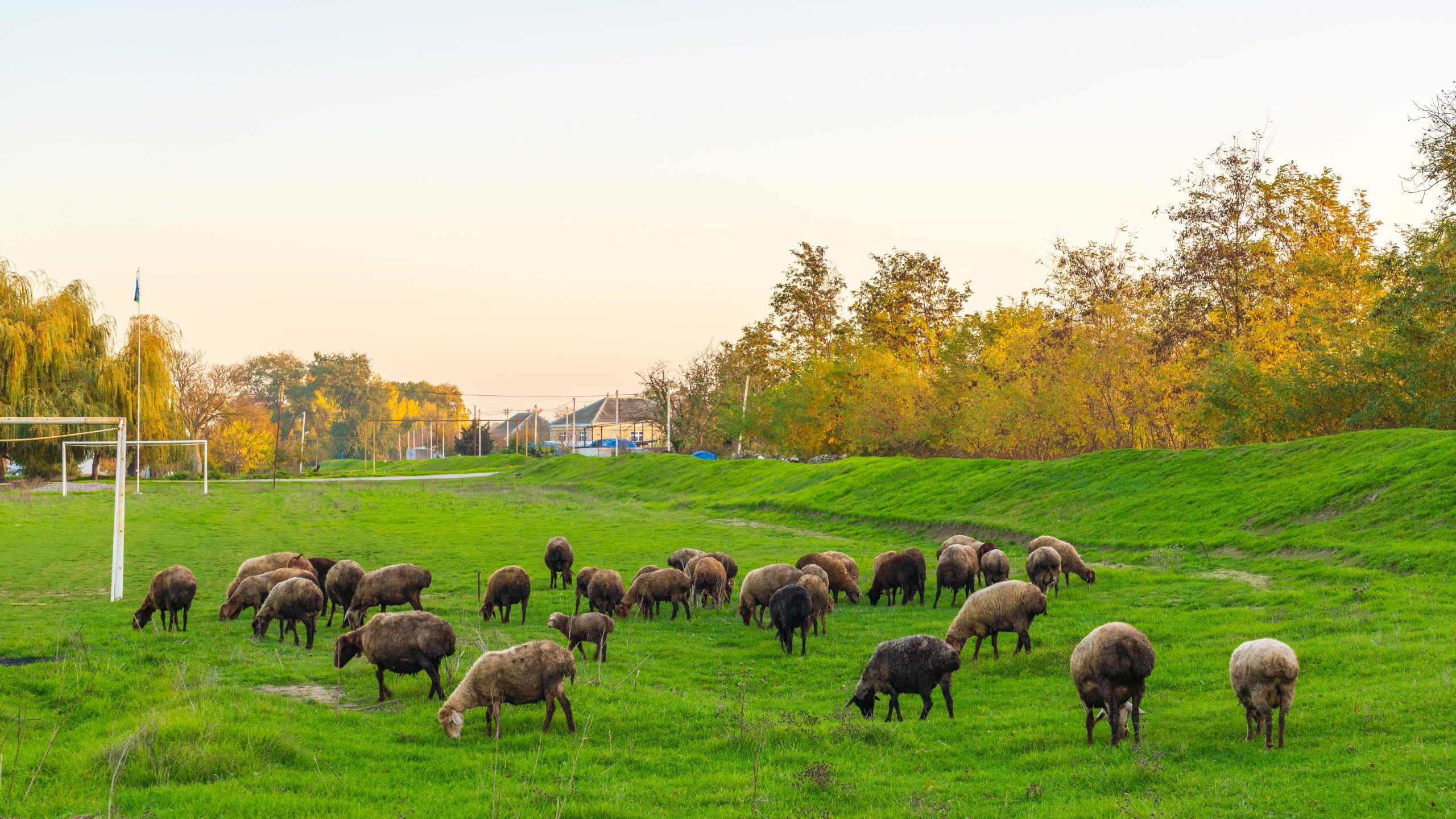 A herd of sheep grazing on a green field A herd of sheep grazing on a green field