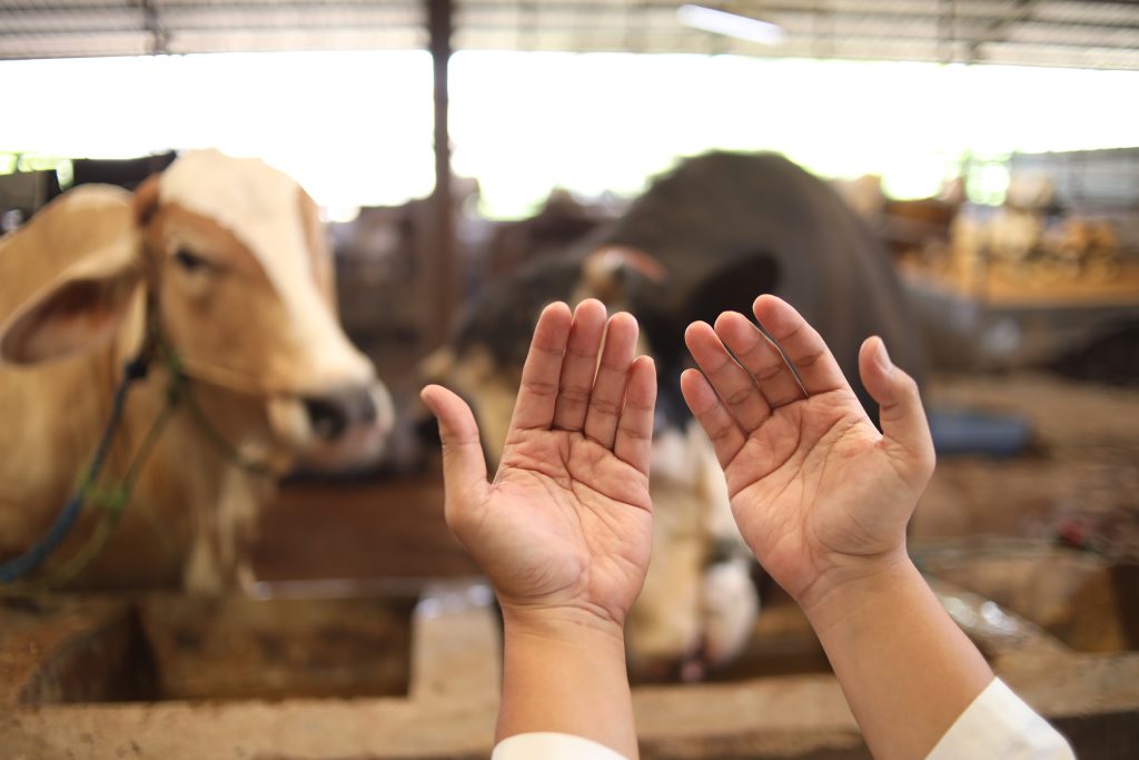 A Muslim raises his hand in supplication before the slaughter.