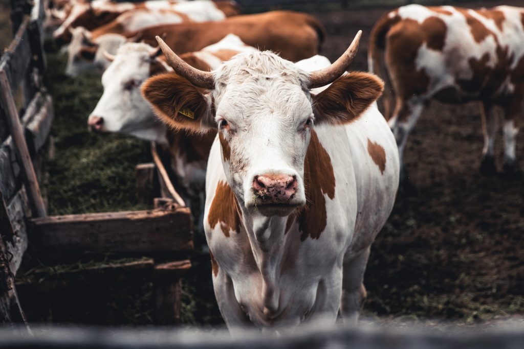 Cows