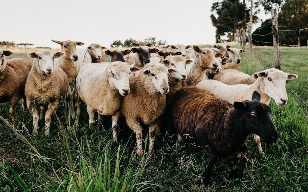Can I Hand-Slaughter Zabiha Myself in Canada? What the Law Says