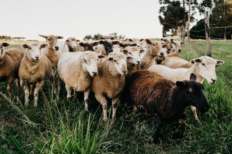 Can I Hand-Slaughter Zabiha Myself in Canada? What the Law Says
