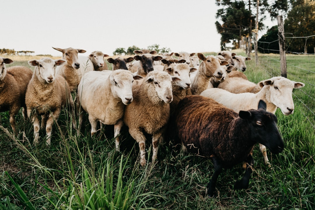 A flock of sheep grazing on a farm, illustrating the rules for hand-slaughtered zabiha in Canada