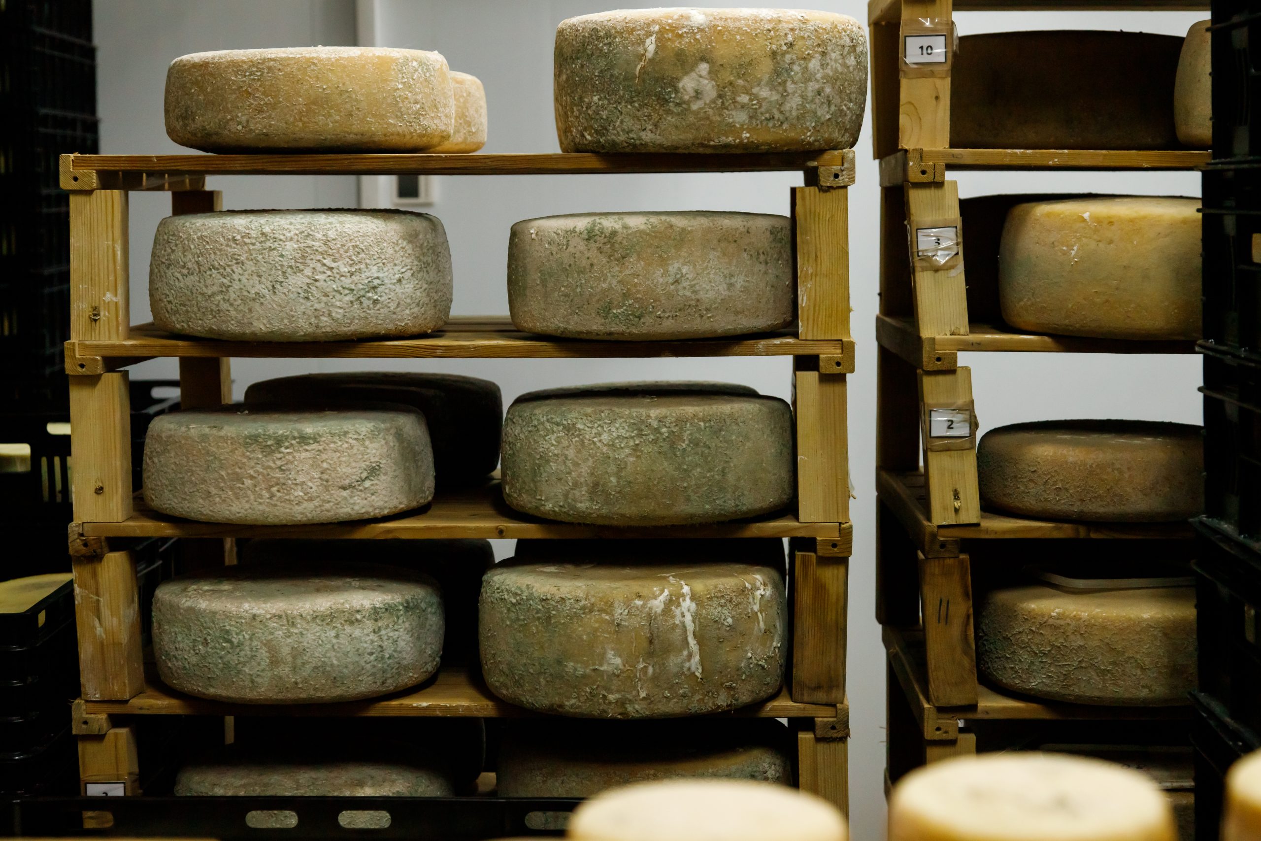 Hard cheese wheels ripening on shelves